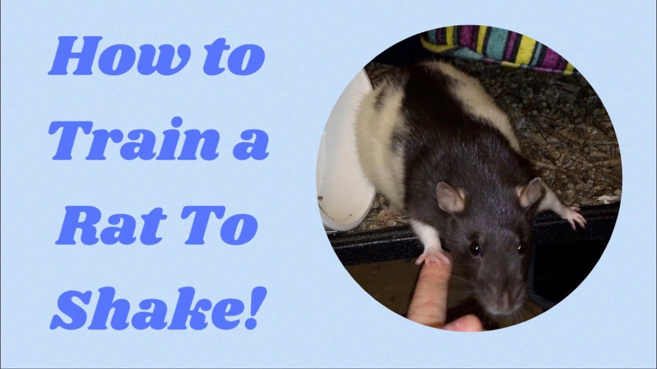 How to Train a Rat to Shake Hands/Give Paw YouTube