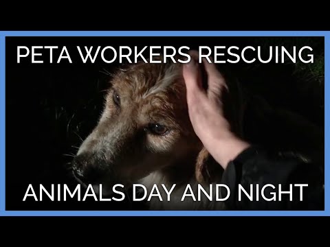 PETA’s Animal Shelter and Field Team: Rescuing Animals Day and Night