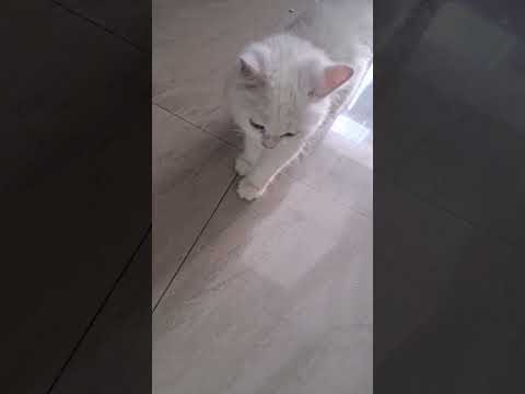 Achhe log nhi milte is duniya #entertainment #ekmotahathighumechala #cat #cute #kitty #catworld