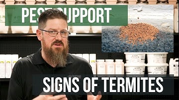 What Are Visible Signs of Termites | Pest Support