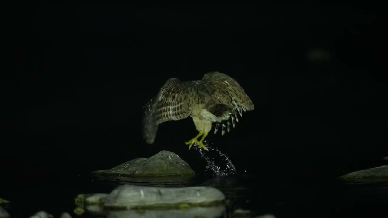 Rare Documentation of Brown Fish Owl Hunting at Night!