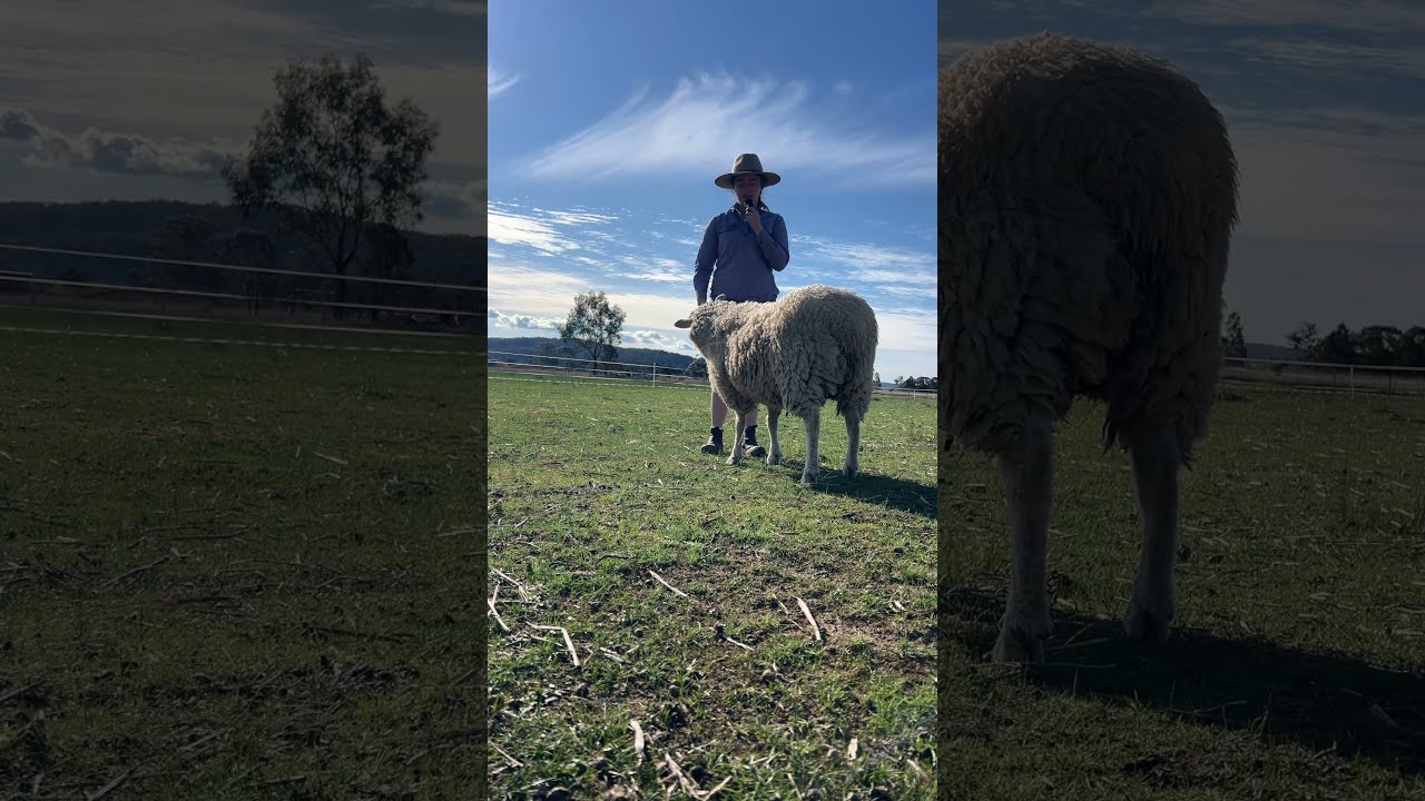 Give It A Go Farming Sheepfarming Farmvlog