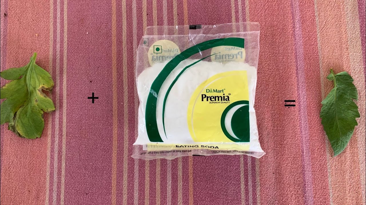 How to make the easiest organic fungicide at home.