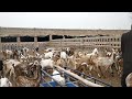 Goat farming in pakistan  goat farm business  how to start goat farm  small goat farm