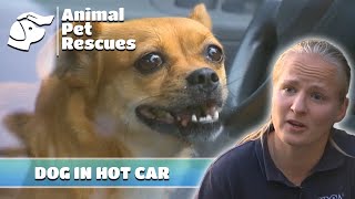 Dog Trapped in Hot Car, Owner Nowhere to be Seen | Full Episode | SPCA Rescue
