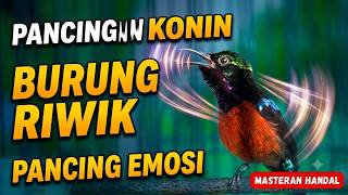 PANCINGAN KONIN BURUNG RIWIK! Ampuh Pancing Emosi Kolibri Ninja Macet Bunyi Agar Langsung Nyaut