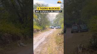 3 Tigers Gypsy Ke saamne Blocked Our way #dhikala #jimcorbett #tiger #trending #short #viral