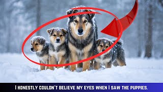 A mother dog and her three puppies stood trembling in the snow - I looked closer I was stunned
