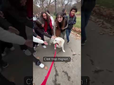 Vidéo: Le (chien) Sh * t a frappé le ventilateur