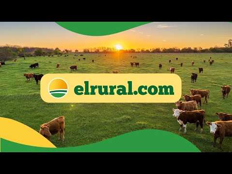 Alfredo S. Mondino | Feria mensual Buena Esperanza