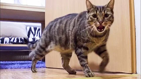 Cat Misses His Owner and He's Happy When Owner is Back - Funny Ending! - DayDayNews