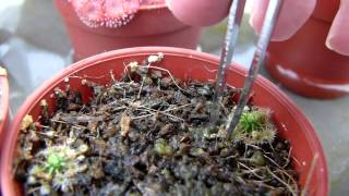 CP Video Series Episode 15 - Drosera pygmaea (all green)