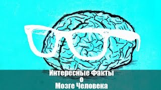 Интересные факты о мозге человека