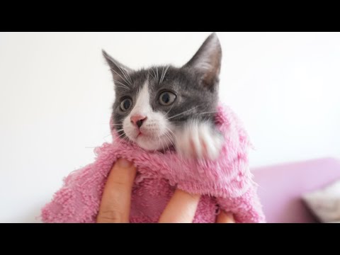 Kedi Nasıl Yıkanır 😻 Yavru Kedi İlk Banyosu 🐾 Kitten Street Banyo | Kedi Videoları | KEDİO