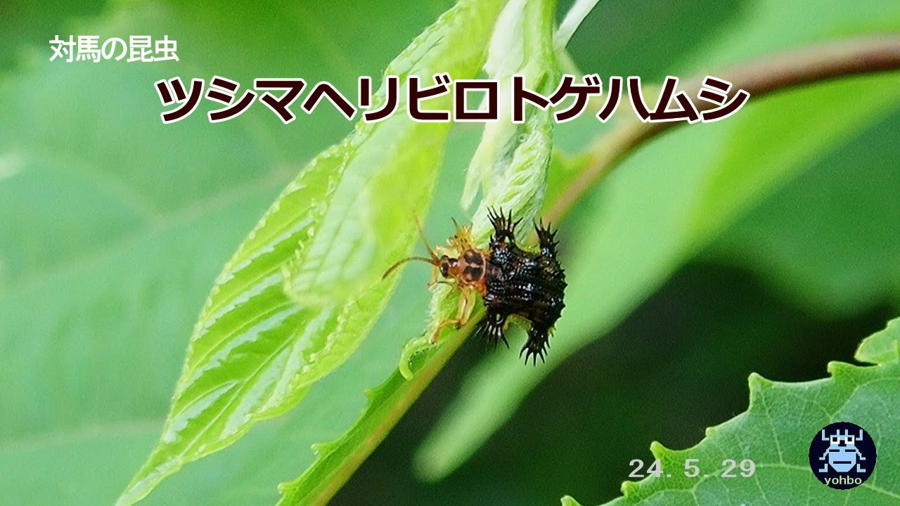 ツシマヘリビロトゲハムシ