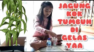 Menanam Jagung di Kapas