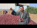 مواصفات بصل التصدير واسعاره في محطة الاميره لتصدير الحاصلات الزراعيه 