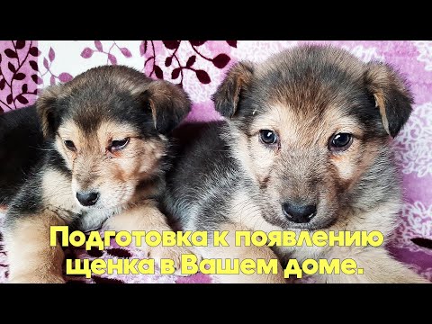 Подготовка к появлению ЩЕНКА в вашем доме. Советы кинолога.