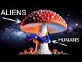 Alien mushrooms created humanity conspiracy theory