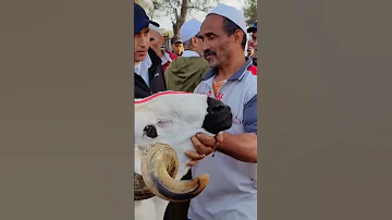 الخروف الصردي 