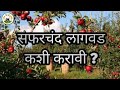 सफरचंद ची शेती/ लागवड पध्दत/Cultivation method of apple किसान-kisan #किसान #सफरचंद #शेती