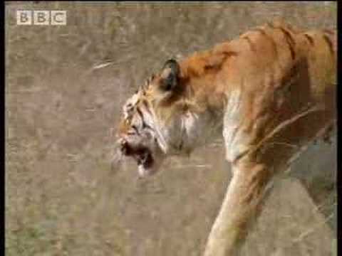 Families and mating rituals of tigers of the Emerald Forest, India - BBC wildlife