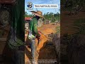 Massive Log Splitting with a Chainsaw | Efficient Timber Processing Techniques