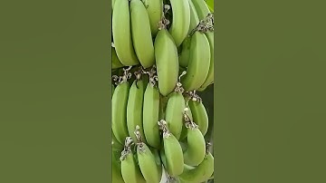 chuối tiêu hồng tháng 8, 2023