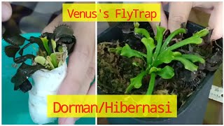 Cara dan Ciri Dorman / Hibernasi Tanaman Karnivora Venus Fly Trap (Dionaea muscipula) [Part 1]