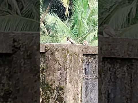 Javan munia| small