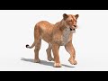 Lioness 3d model animated