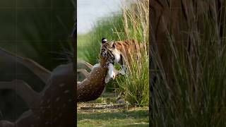 wildlife wildanimals animals tiger deer forest shorts shortvideo youtubeshorts