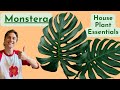 Monstera deliciosa complete care  how to grow well houseplant basics