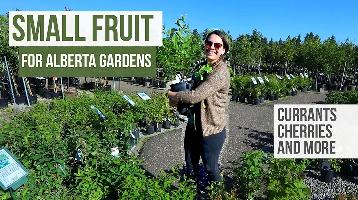 Small Fruit Plants to Grow | Alberta Gardening GUIDE