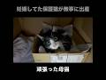妊娠してた保護猫が無事に出産しました　#shorts #保護猫 #子猫