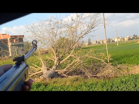  قنص اليمام بالنوريكا الأسبانى طريقة فك تعشيق بنادق ضغط الهواء