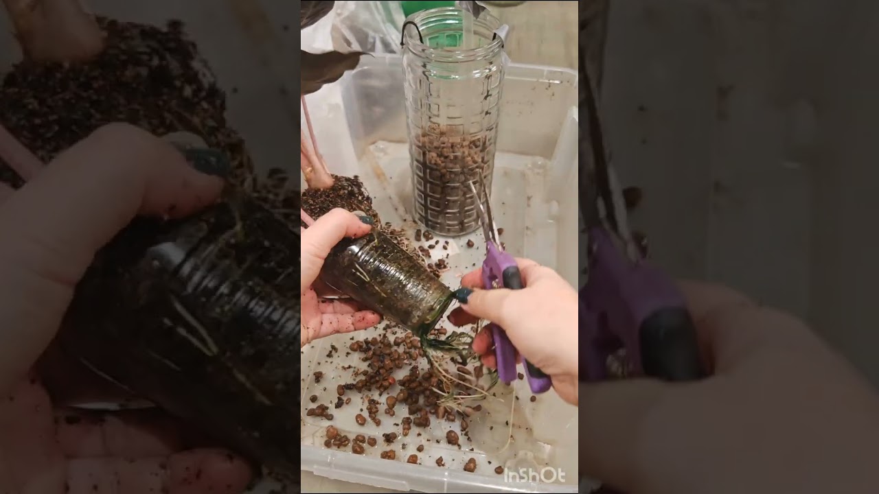 Пересадка сразу ТРЕХ алоказий в одну зс #lifehacks #plants #greenfingers 