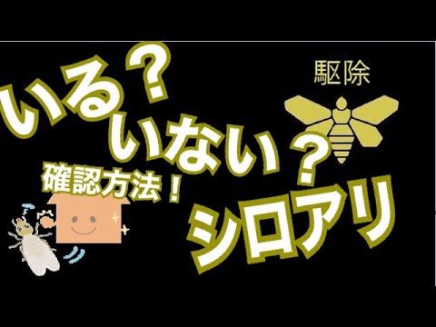 シロアリがいるかチェックする方法！プロの業者がお教えします！