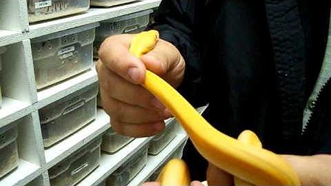 Albino Tiger Titanium