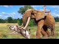 How wonderful! Brave Elephant Saves Baby Gazelle From Fierce Cheetahs | Cheetah&#39;s Failed Hunt