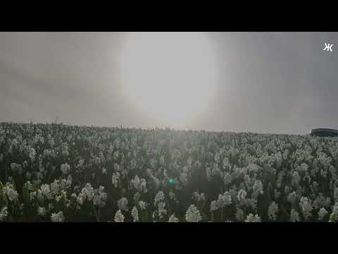 وديع الصافي قومي تنمشي بهالدني موال حواري ال حبها قلبي مها ودين