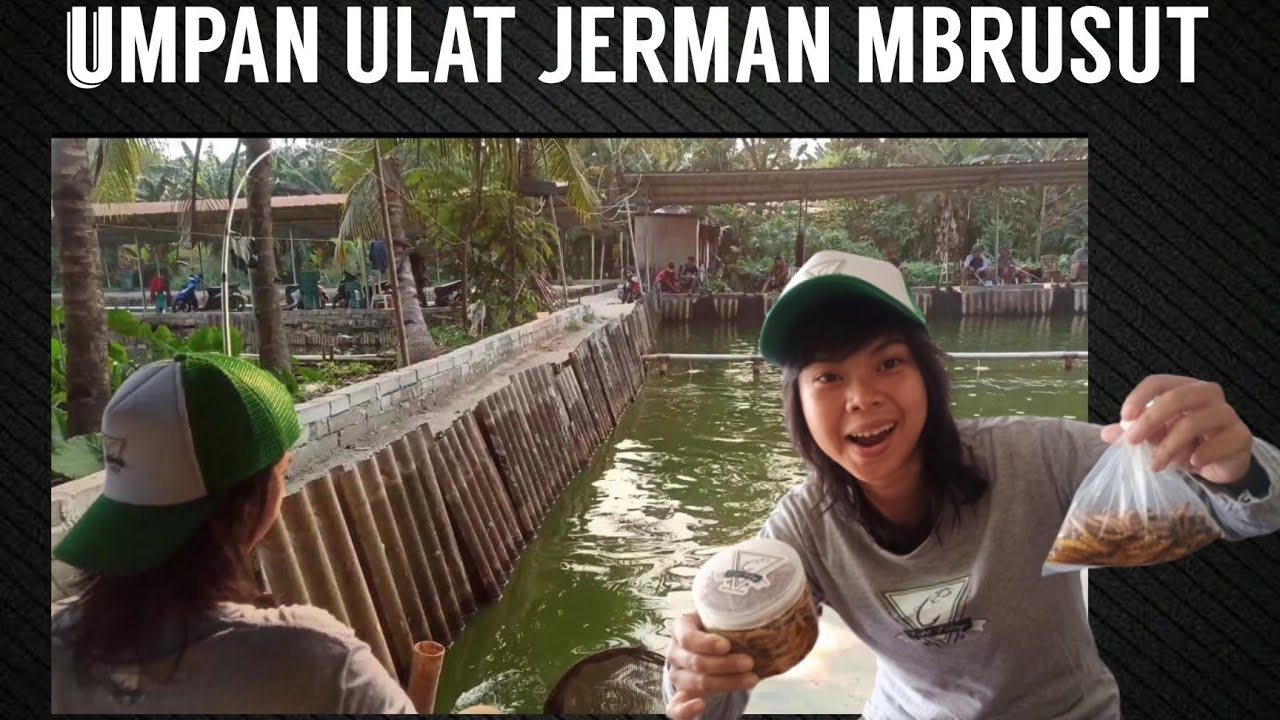 UMPAN ULAT JERMAN MBRUSUT