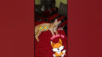ولله في خلقه شؤون ارحموا من في الارض يرحمكم من في السماء القطط الحيوانات الأليفة الإنسان 