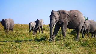 African Skies
