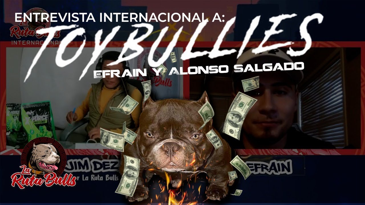 ❗❗❗¿American Bully Micro, Nano o Toy? ¿Es  lo mismo?❗❗❗