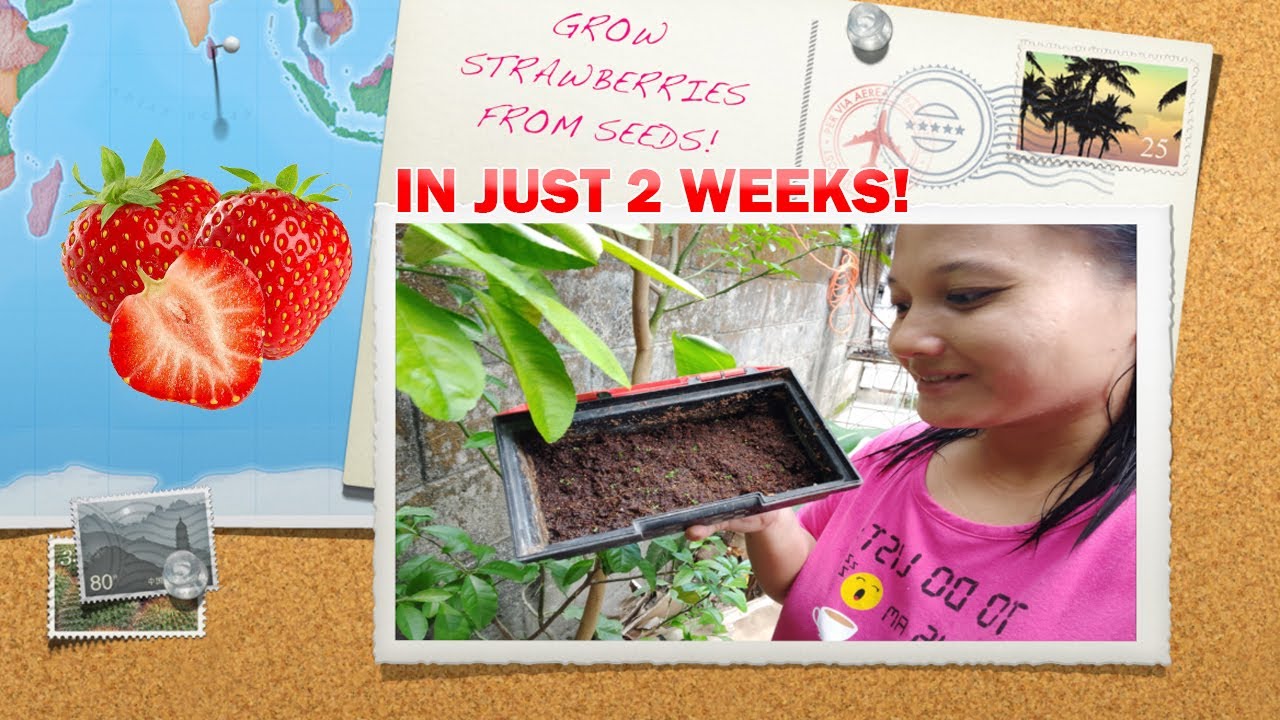 HAVE YOU TRIED GERMINATING STRAWBERRY SEEDS? IT'S EASY! SPROUT IN 2 WEEKS! Z&M DIY VLOG#6 - YouTube