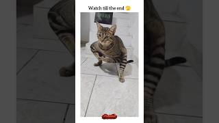 Bodybuilder Cat Training Hard Like a Human 💪🐱| #shorts