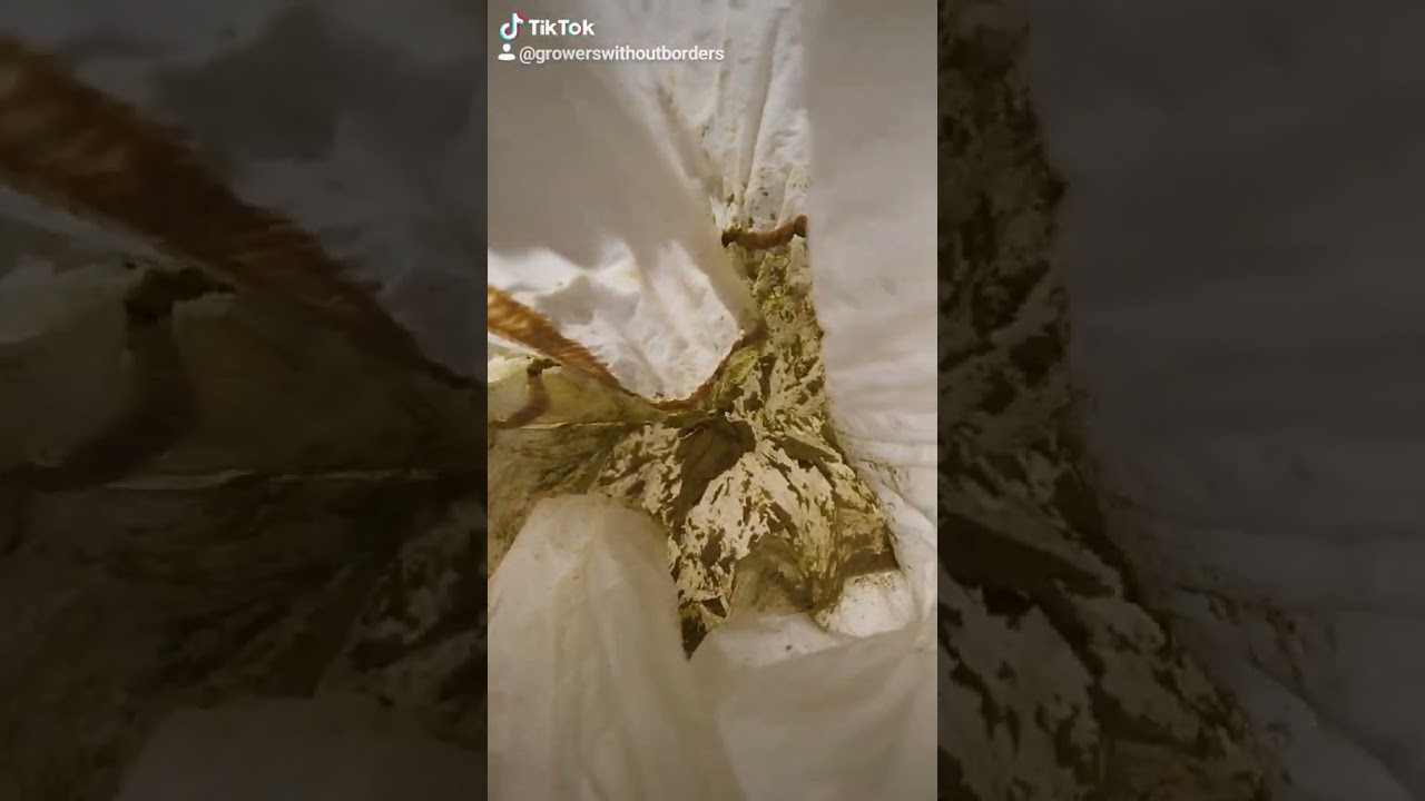 Ice Water Solvent-less Extraction from the 70 micron full mesh bag