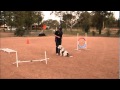 Grand Basset Griffon Vendeen Training の動画、YouTube動画。