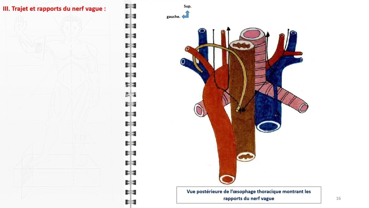 Le nerf vague (X) - Laboratoire d'anatomie - Faculté de Médecine de  Marrakech